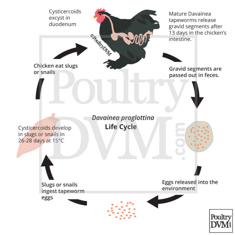 Tapeworm Infection In Chickens