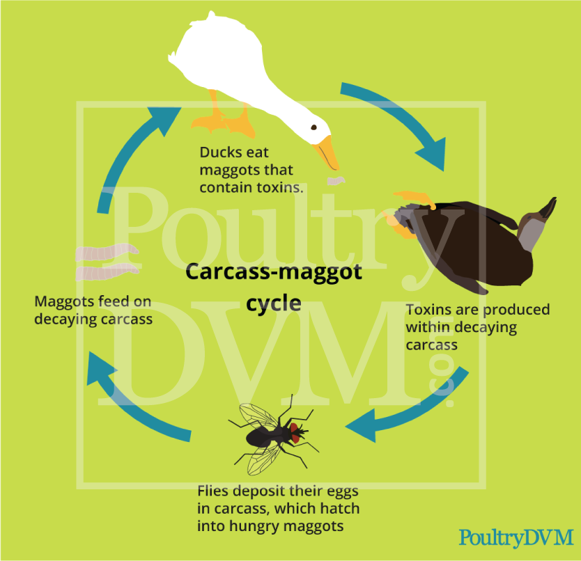 Maggot Carcass Cycle