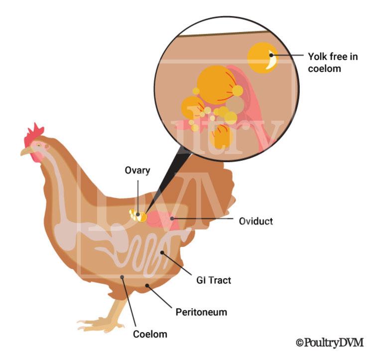 Egg yolk peritonitis chickens graphic
