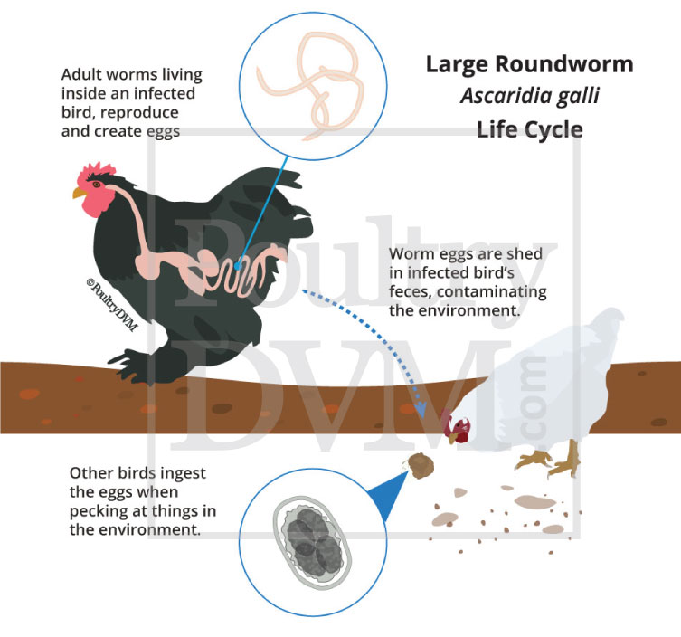 Ascaridia galli life cycle in chickens