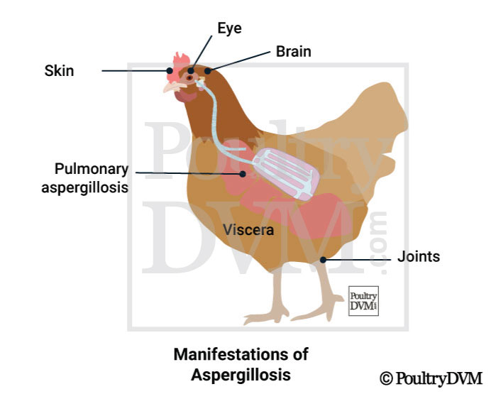 Types of Aspergillosis in chickens