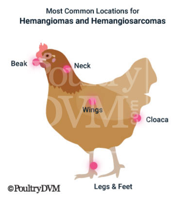 Hemangiomas found on chickens