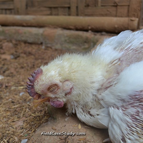 Avian influenza in Chickens