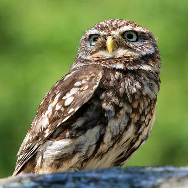 Poultry Predator: Owl