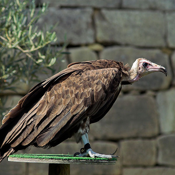 Poultry Predator: Vulture - PoultryDVM
