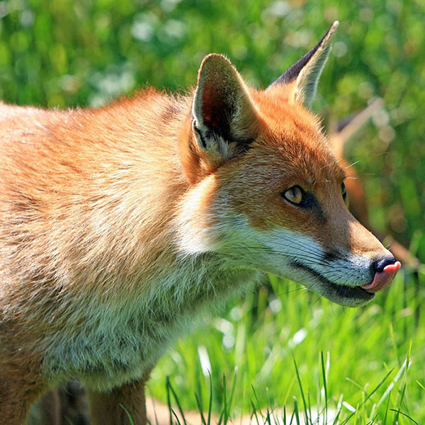 Poultry Predator Fox