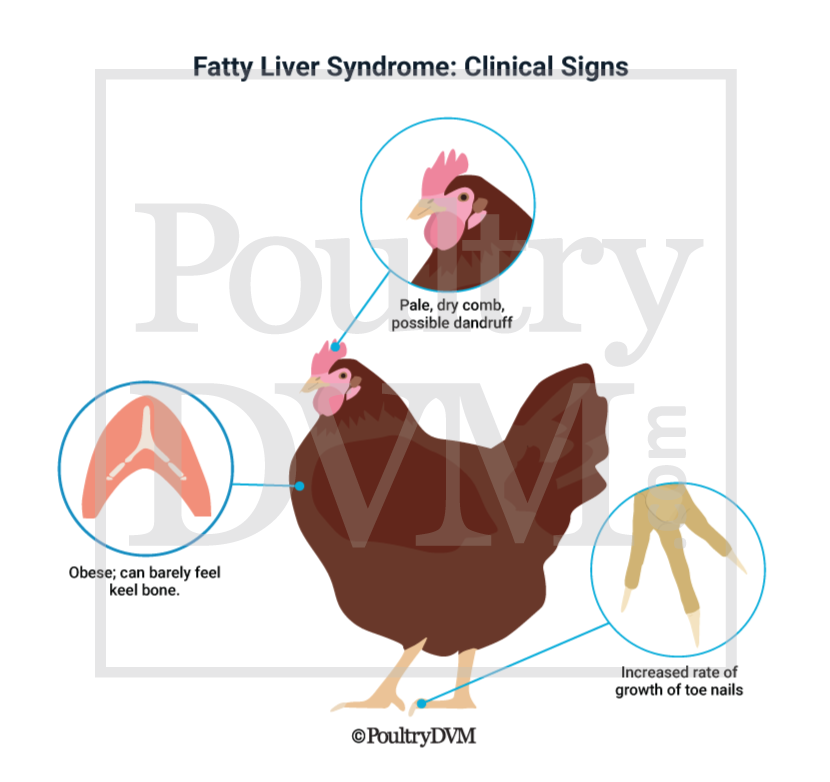 Fatty Liver Disease In Chickens