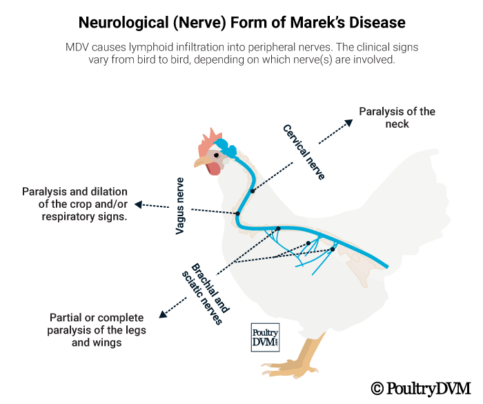 Mareks Disease in Chickens photo