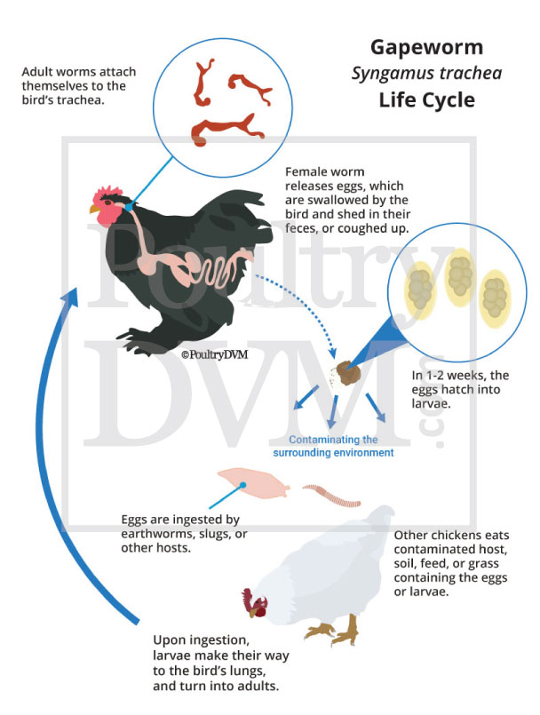 Threadworm Life Cycle Threadworm Life Cycle