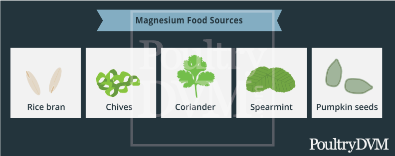Magnesium food sources for chickens