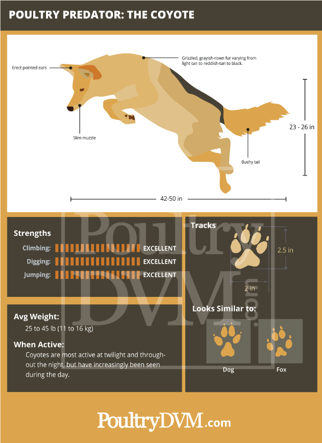 PoultryDVM Predator Profile - The Coyote