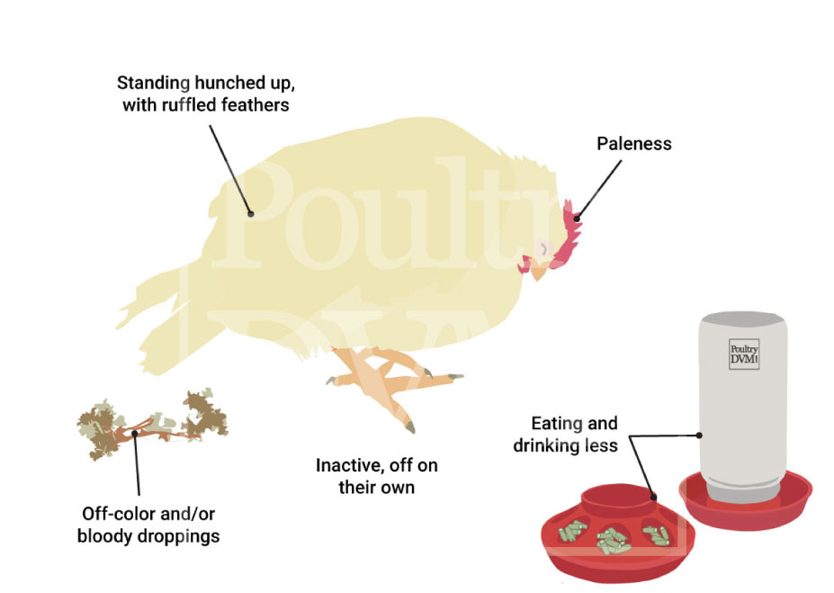 Signs of Coccidiosis in Chickens