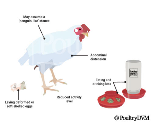 Signs of egg yolk peritonitis in Hens