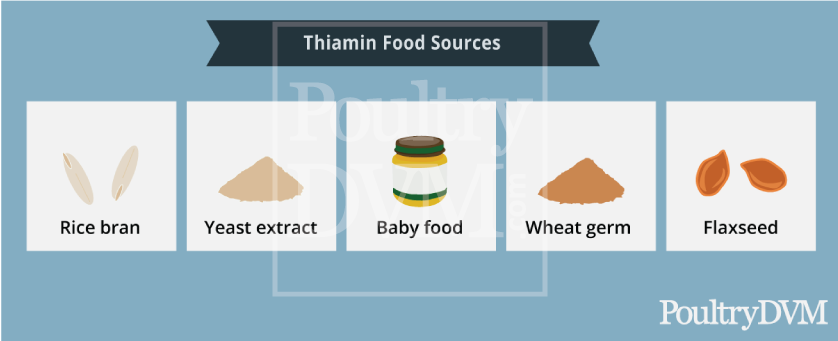 thiamine food sources for chickens