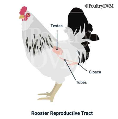 Rooster reproductive system