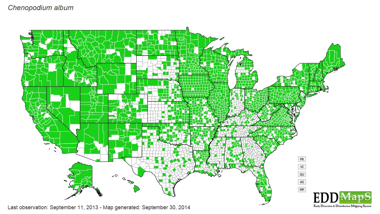 Lambsquarters distribution - United States