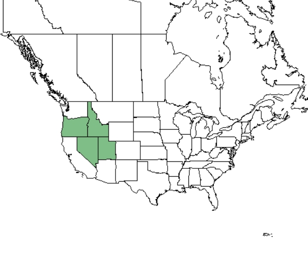 Spring parsley distribution - United States