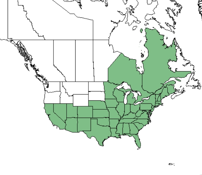 Cardinal flower distribution - United States
