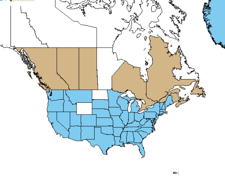 Scarlet pimpernel distribution - United States