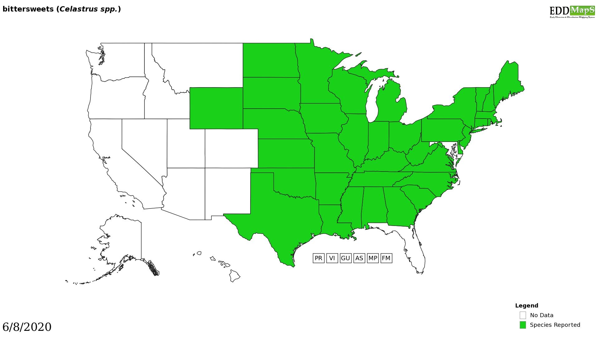 Oriental bittersweet distribution - United States