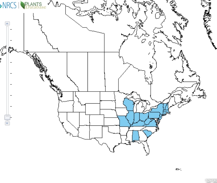 Elephant ears distribution - United States