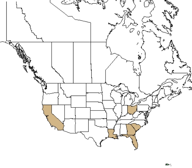 Tassel Flower distribution - United States