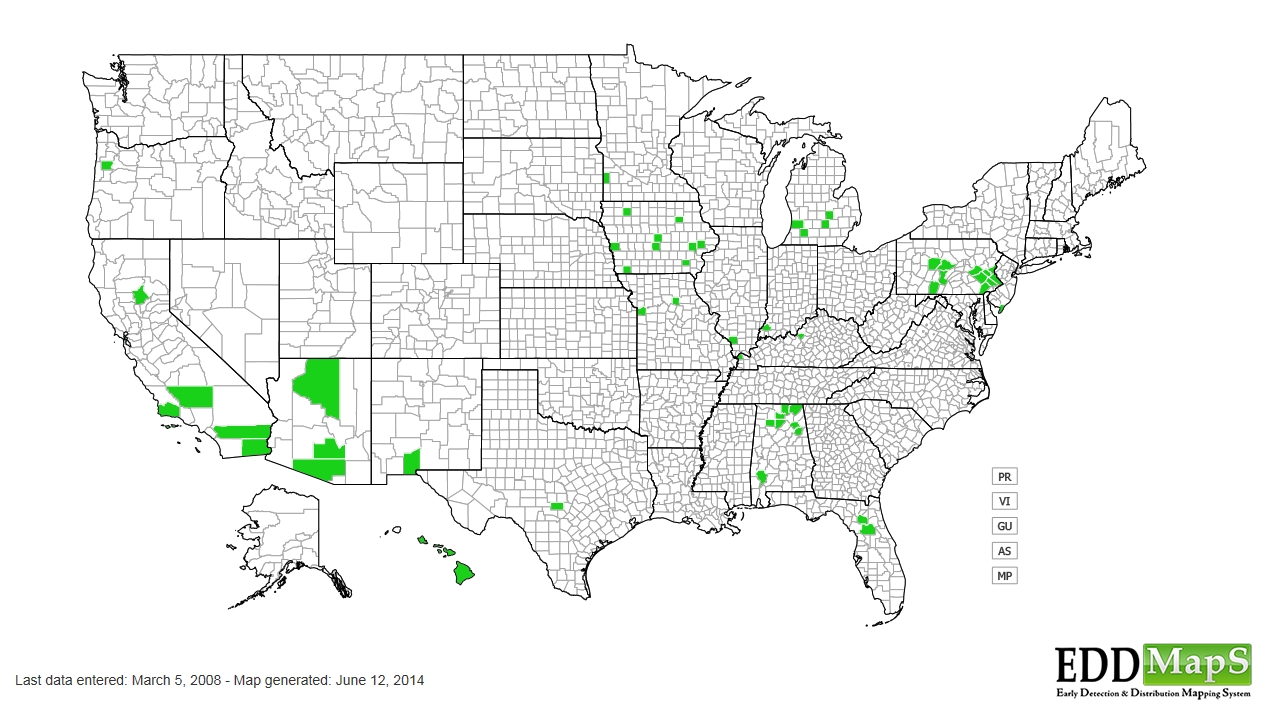 Sudan grass distribution - United States