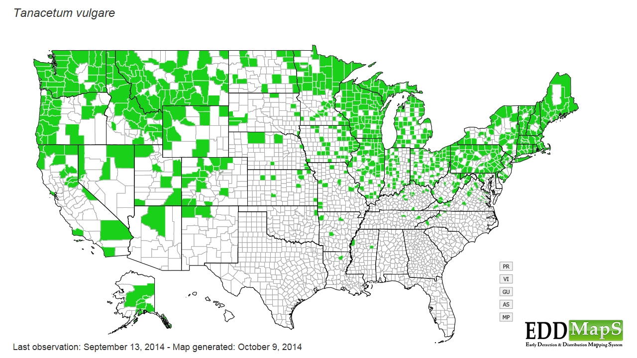 Ragwort distribution - United States