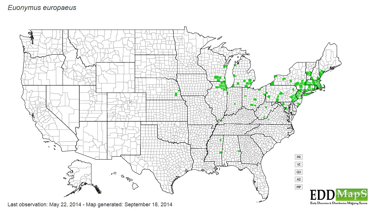 European spindletree distribution - United States