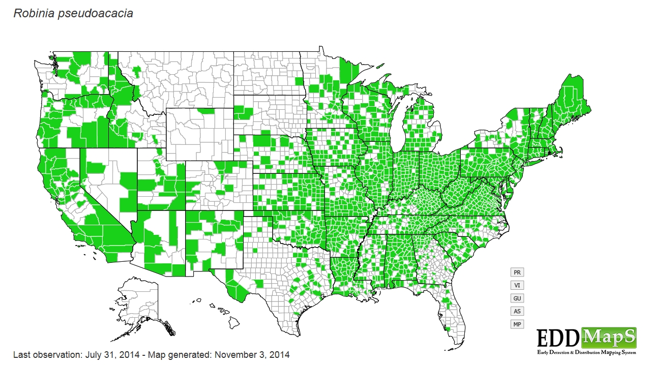 Black locust  distribution - United States