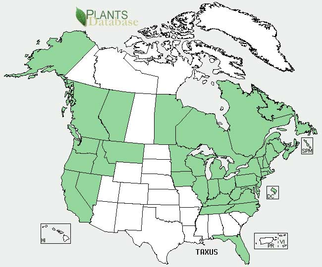 Yew distribution - United States