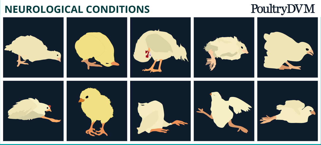 PoultryDVM Neurological