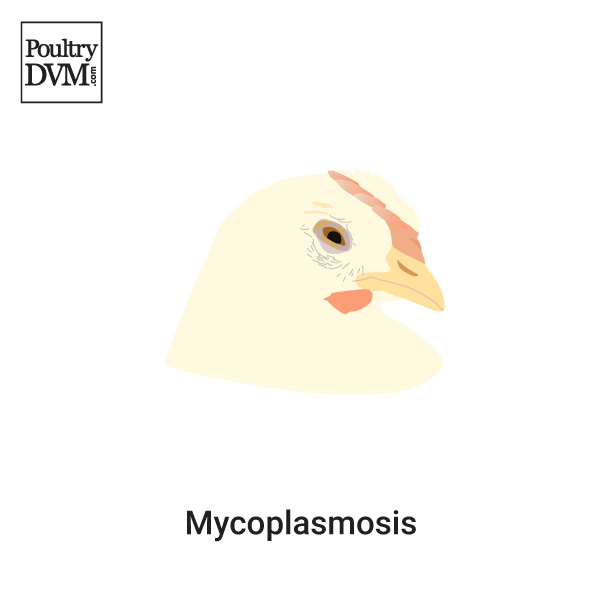 Avian mycoplasmosis in Chickens