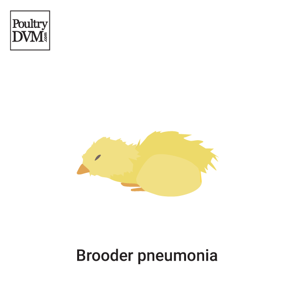 Brooder pneumonia in Chickens