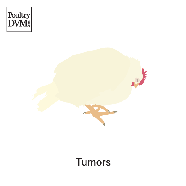Tumors in Chickens