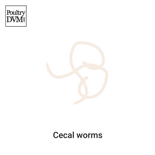 Cecal worms in Chickens
