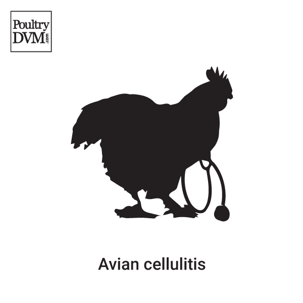 Avian cellulitis in Chickens