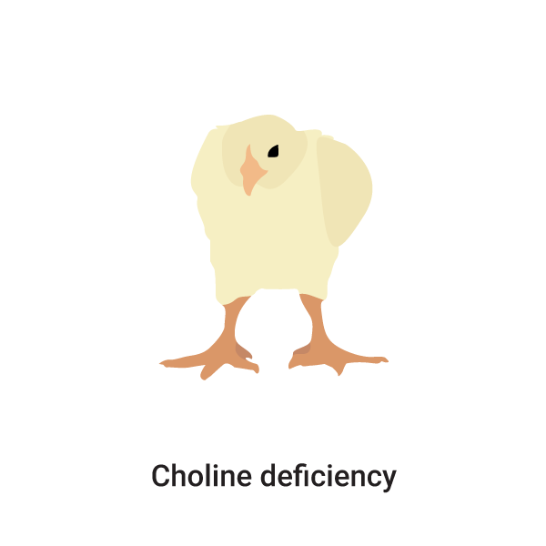 Choline deficiency in Chickens