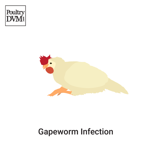 Gapeworm Infection in Chickens