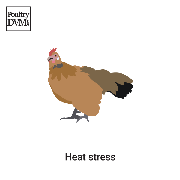 Heat stress in Chickens