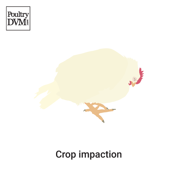 Crop impaction in Chickens