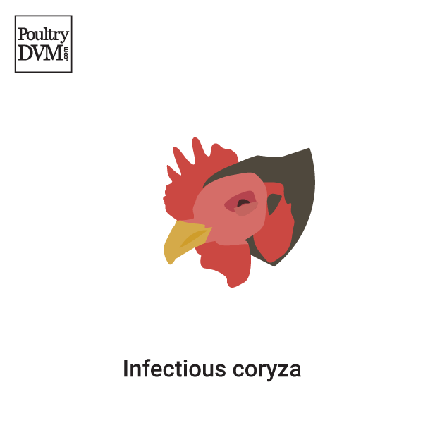 Infectious coryza in Chickens