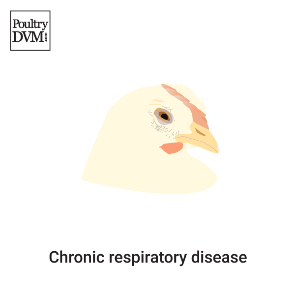 Chronic respiratory disease in Chickens