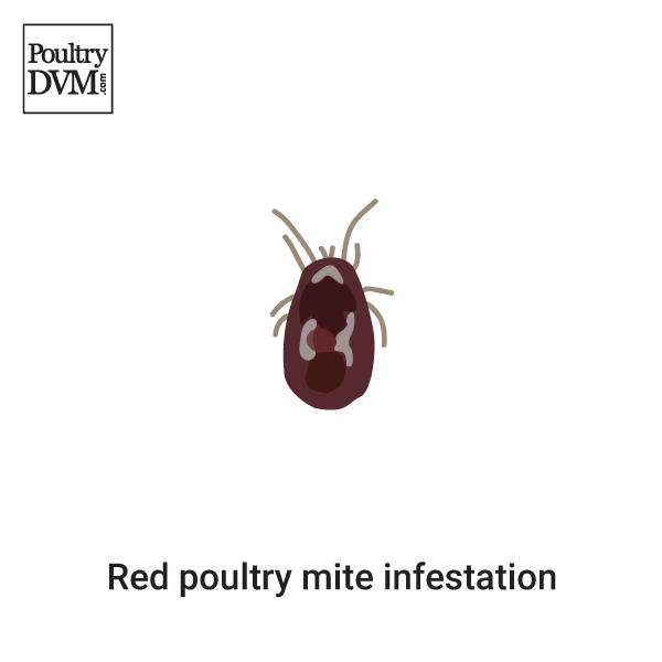 Red poultry mite infestation in Chickens