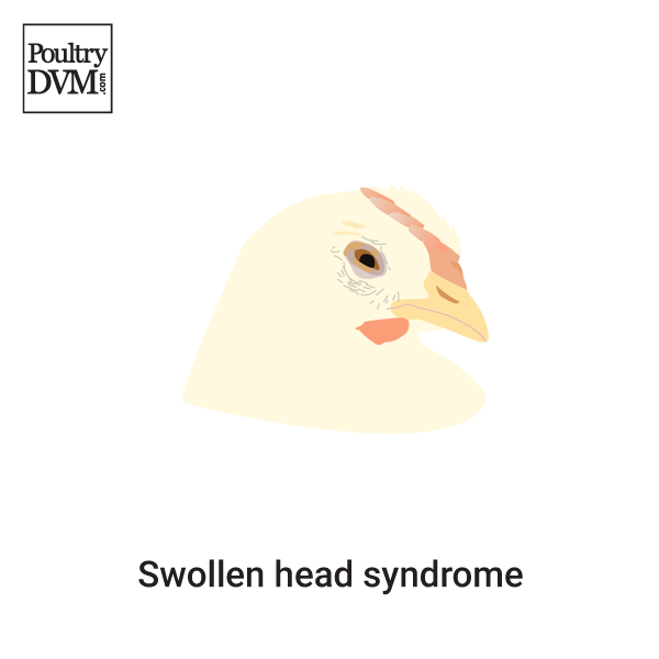 Swollen head syndrome in Chickens