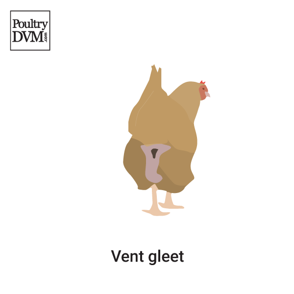 Vent gleet in Chickens