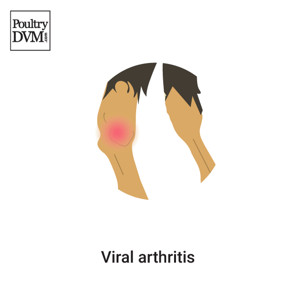 Viral arthritis in Chickens