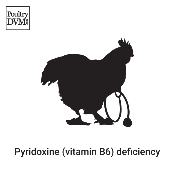 Pyridoxine deficiency in Chickens