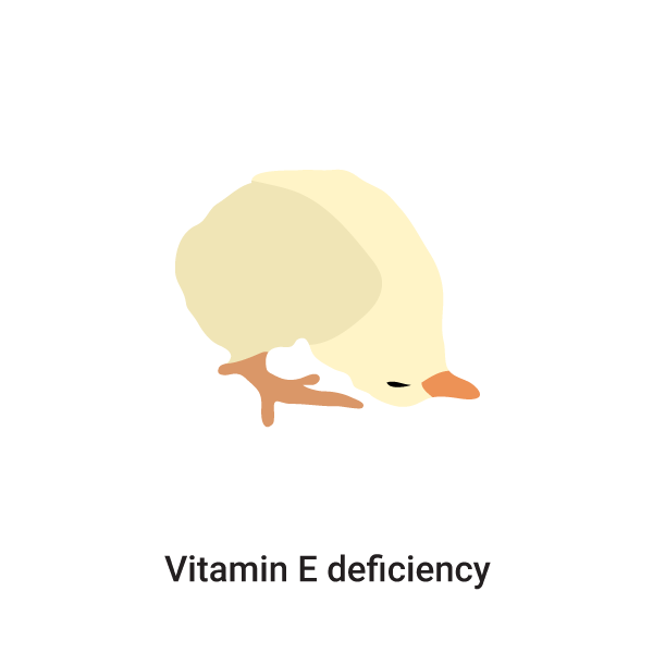 Vitamin E deficiency in Chickens