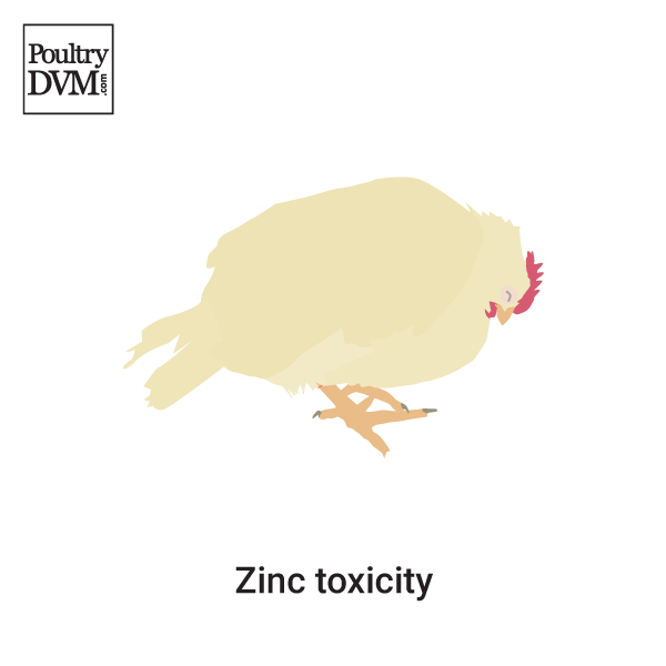 Zinc toxicity in Chickens